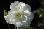 Kronprinzessin Viktoria