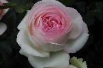 Pierre de Ronsard ('Eden Rose 85')