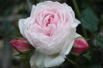 Marie Helene