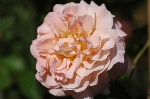 Augusta Louise