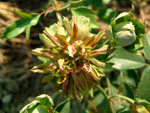 Viridiflora